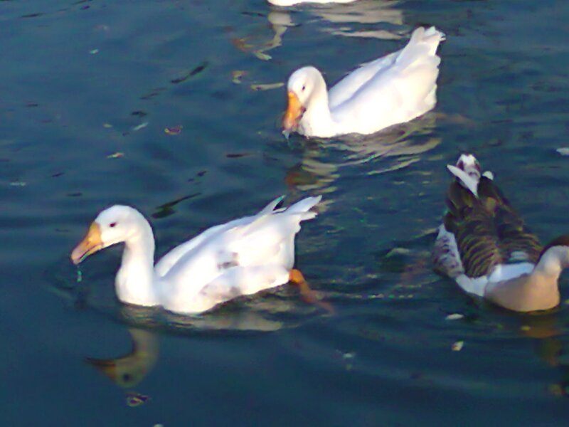 White Geese Swimming