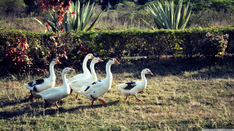 White Geese Walking