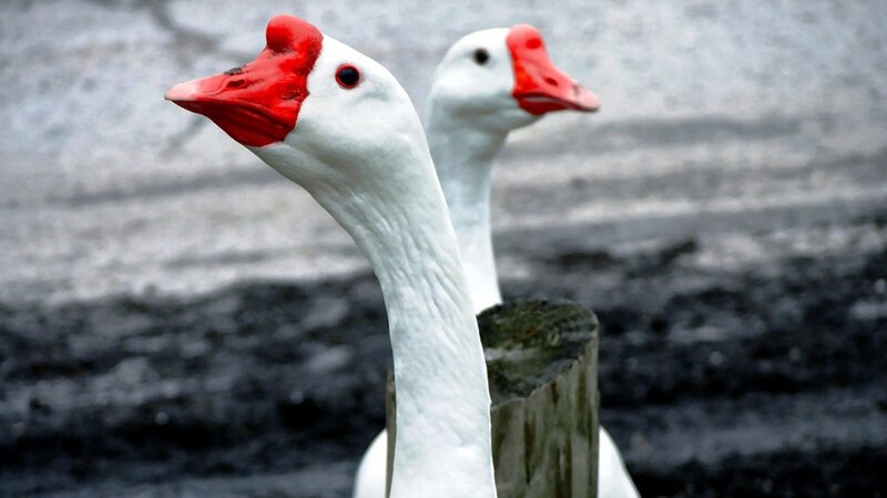 White Geese with Red Beaks
