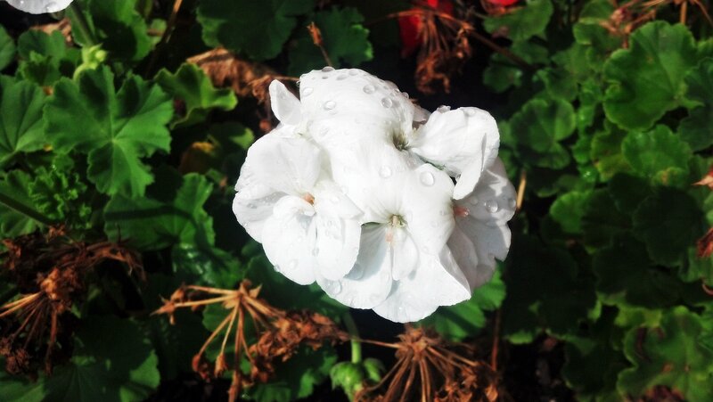 White Geranium Flower — Serene