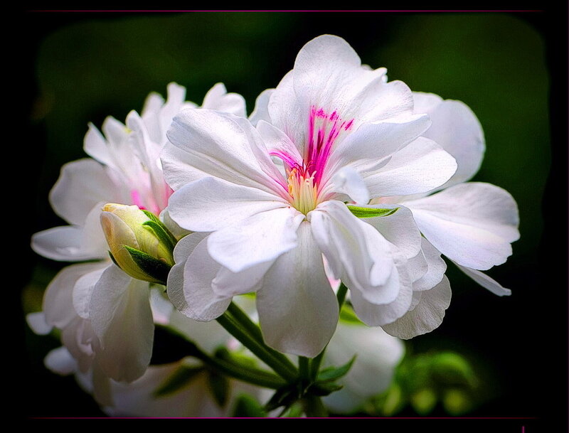 White Geranium Flower