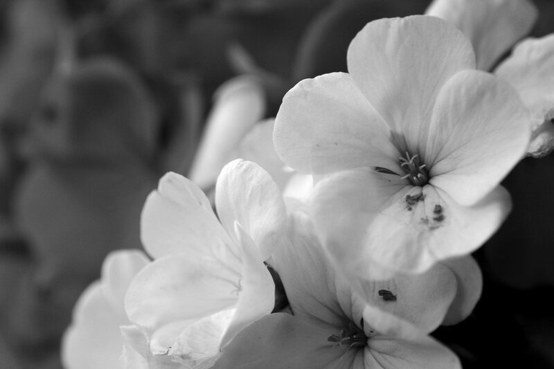 White Geranium Flowers — Black