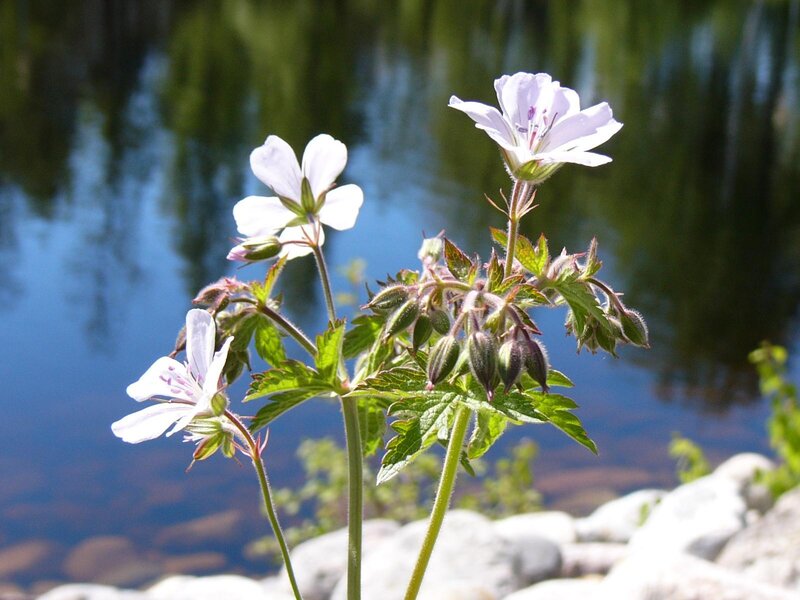 White Geranium Flowers — Serene, Afternoon
