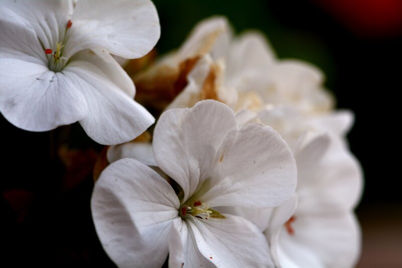 White Geranium Flowers — Serene, Photograph