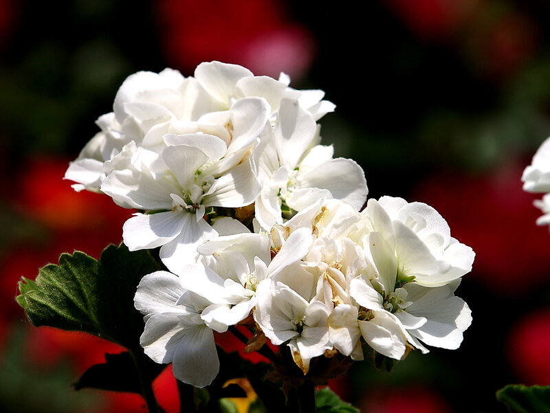 White Geranium Flowers — Serene