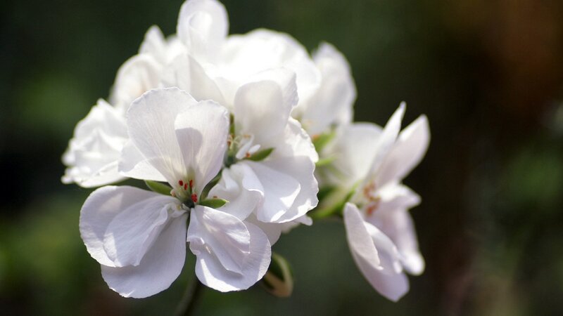 white geranium flowers