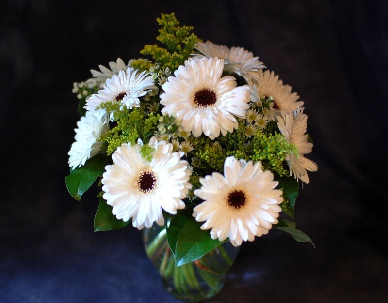 White Gerbera Daisies — Calm, Photograph