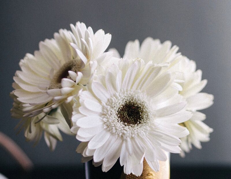 White Gerbera Daisies — Calm, Photograph, Vase