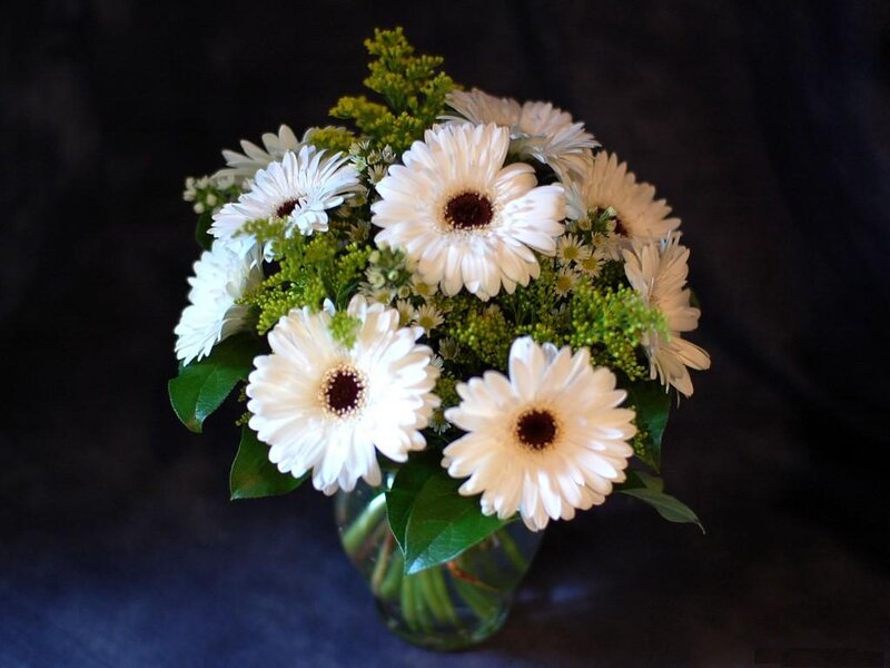 White Gerbera Daisies — Calm