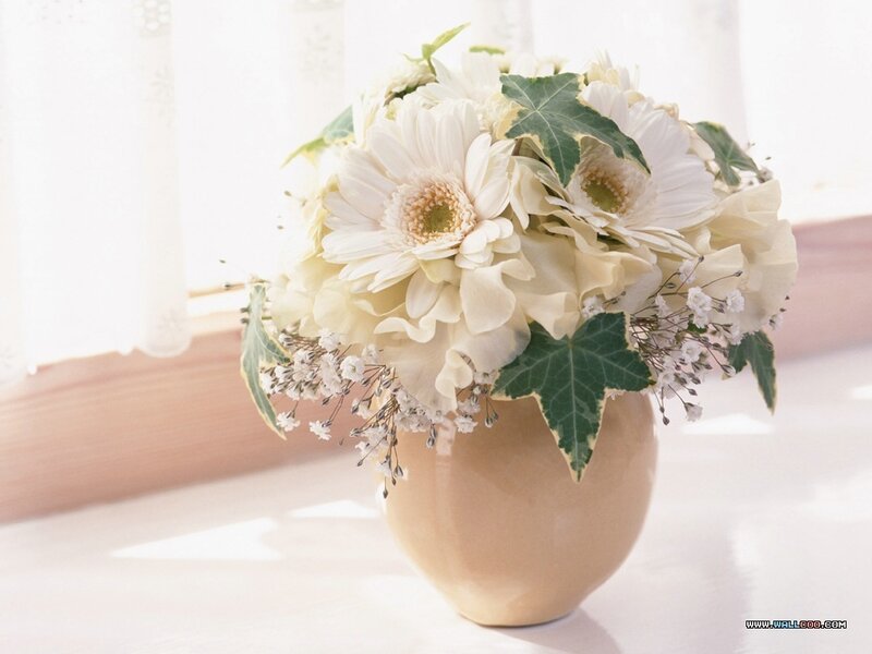 White Gerbera Daisies in Vase