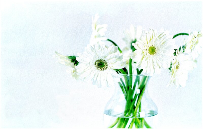 White Gerbera Daisies — Serene