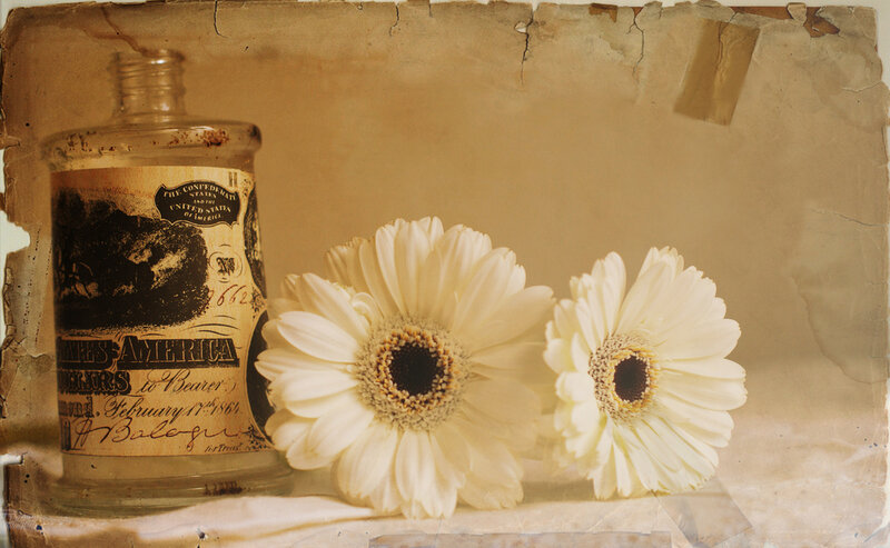 White Gerbera Daisies