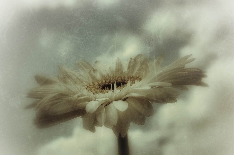 White Gerbera Daisy — Beige
