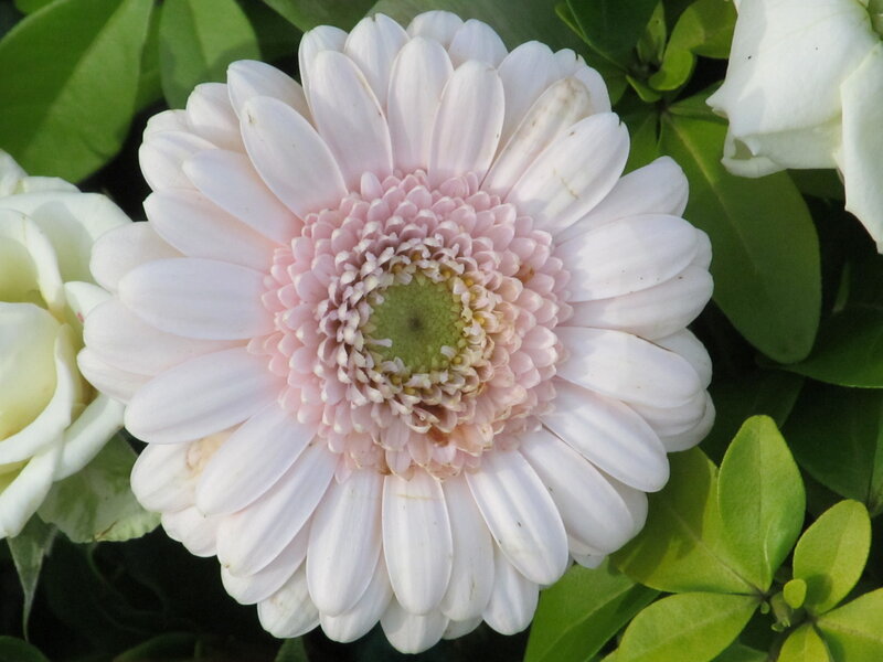 White Gerbera Daisy — Calm, Afternoon