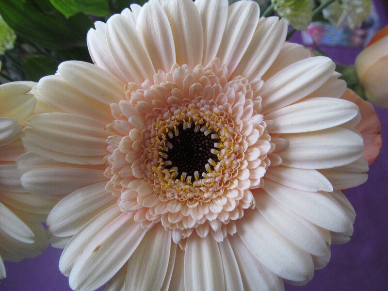 White Gerbera Daisy — Calm, Photograph, Flower