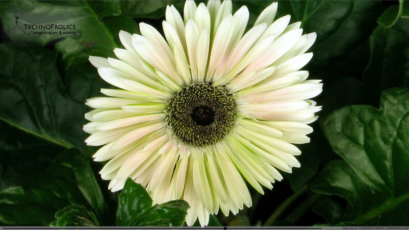 White Gerbera Daisy — Calm, Photograph, Green Leaves, Flower Center