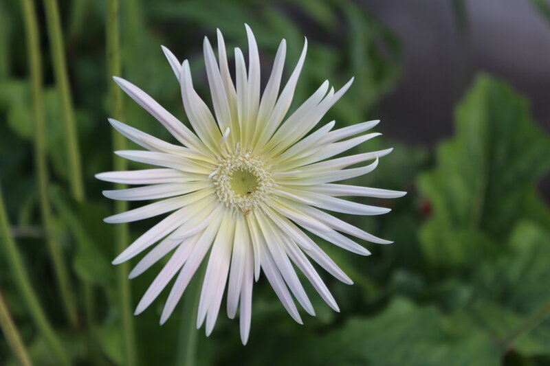 White Gerbera Daisy — Calm, Photograph, Green Leaves