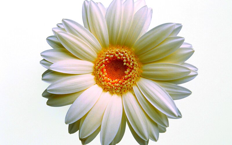 White Gerbera Daisy — Calm, Photograph