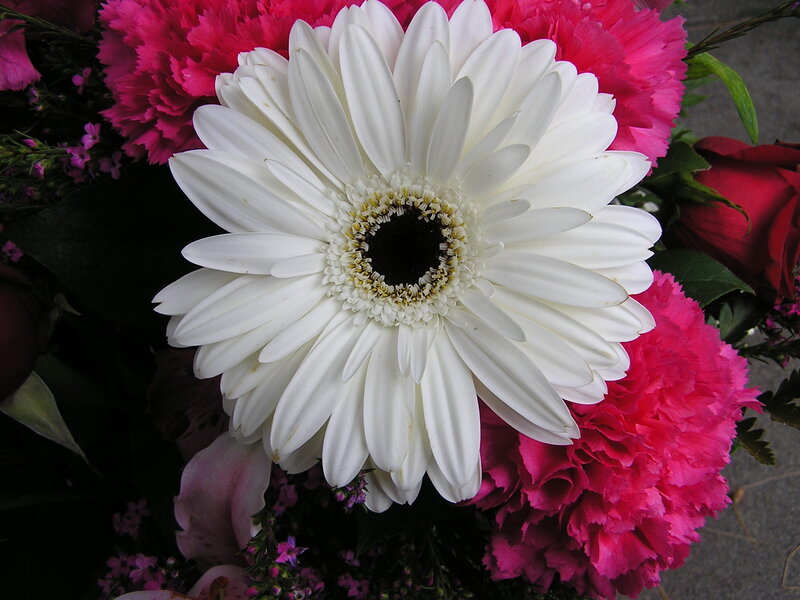 White Gerbera Daisy — Calm