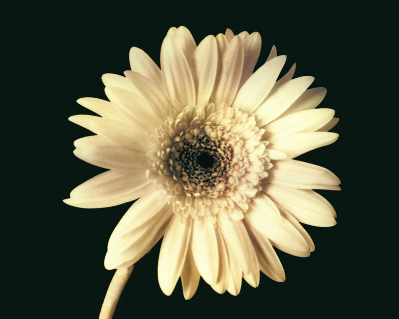White Gerbera Daisy — Dramatic, Photograph
