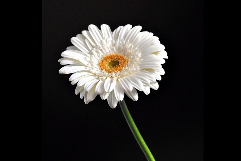 White Gerbera Daisy — Dramatic