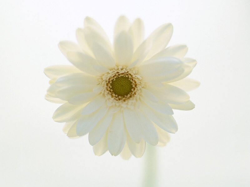 white gerbera daisy flower