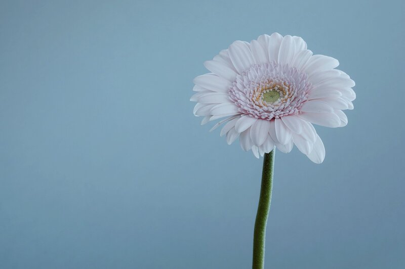White Gerbera Daisy — Serene, Photograph, Flower, Stem