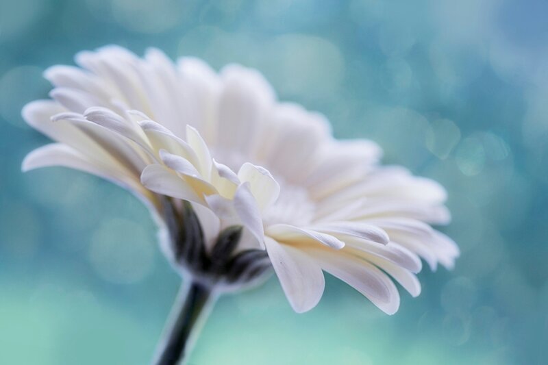 White Gerbera Daisy — Serene, Photograph, Flower