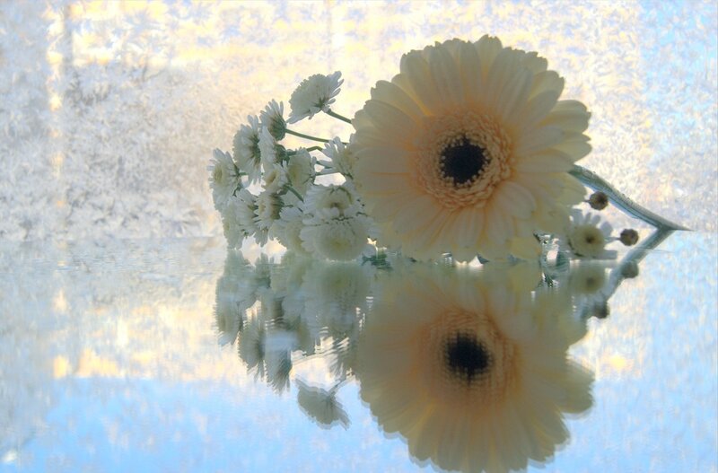 White Gerbera Daisy — Serene, Photograph, Flowers