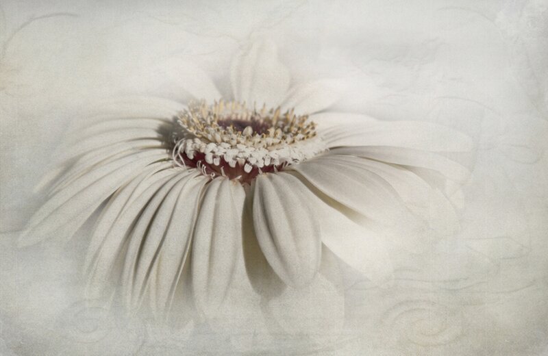 White Gerbera Daisy — Serene, Photograph