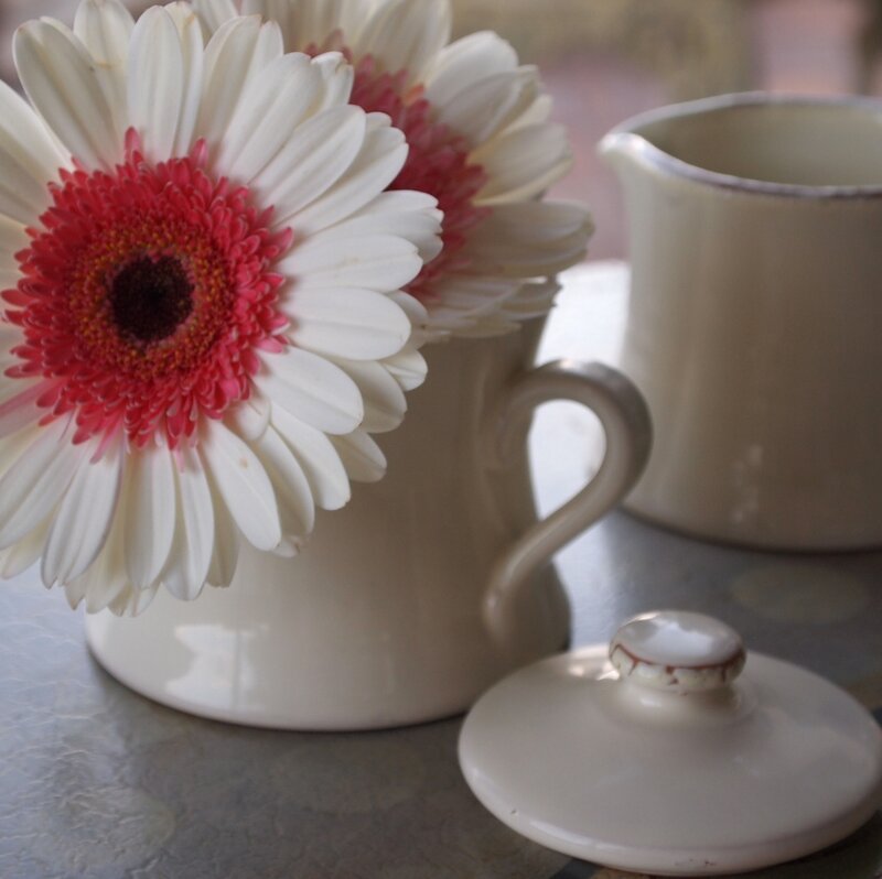 White Gerbera Daisy — Serene