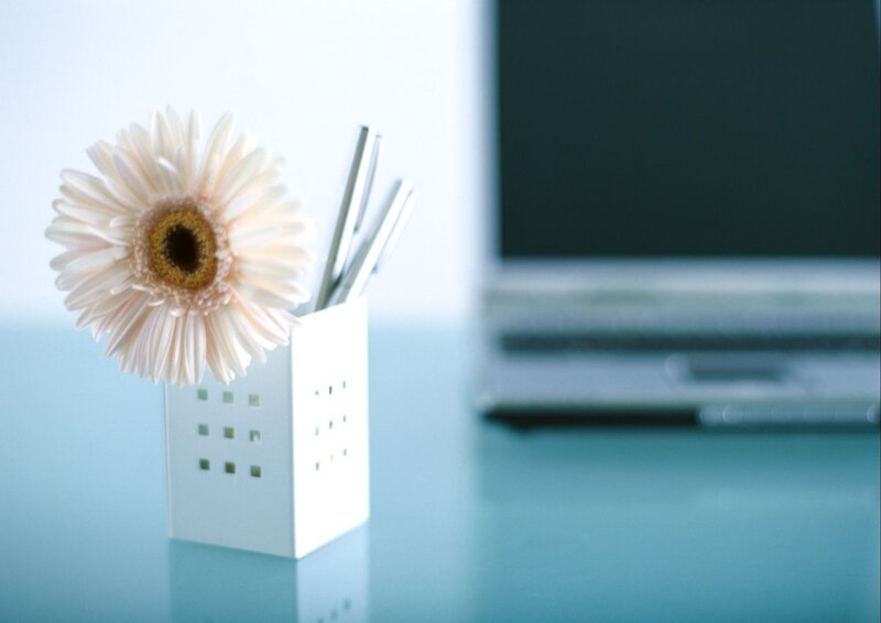 White Gerbera Daisy