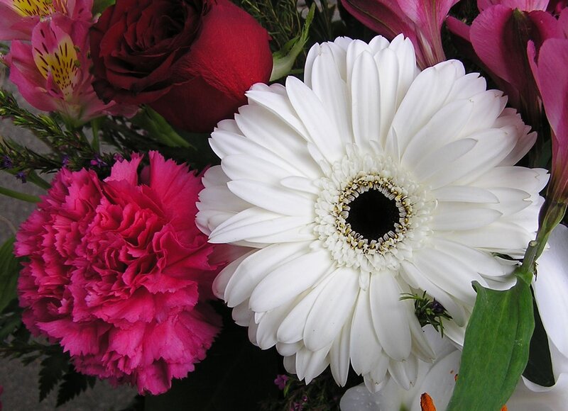 White Gerbera Daisy — Vibrant
