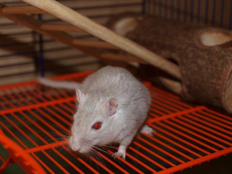 white gerbil in cage