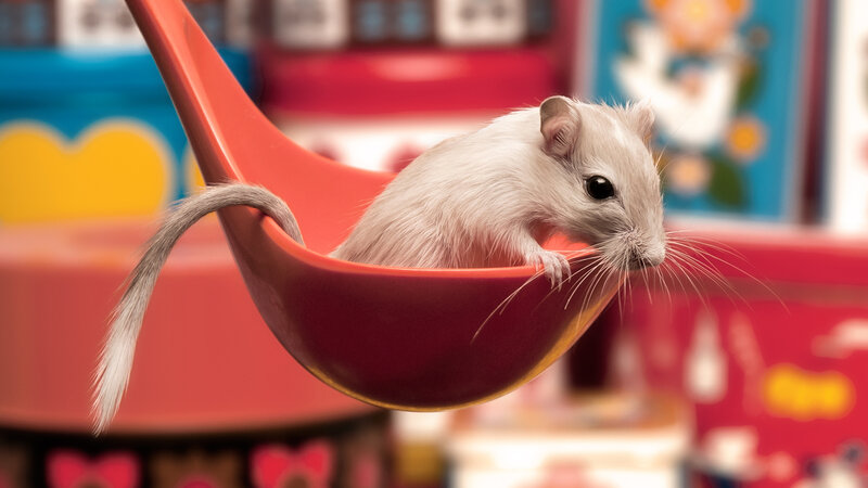 White Gerbil in Spoon