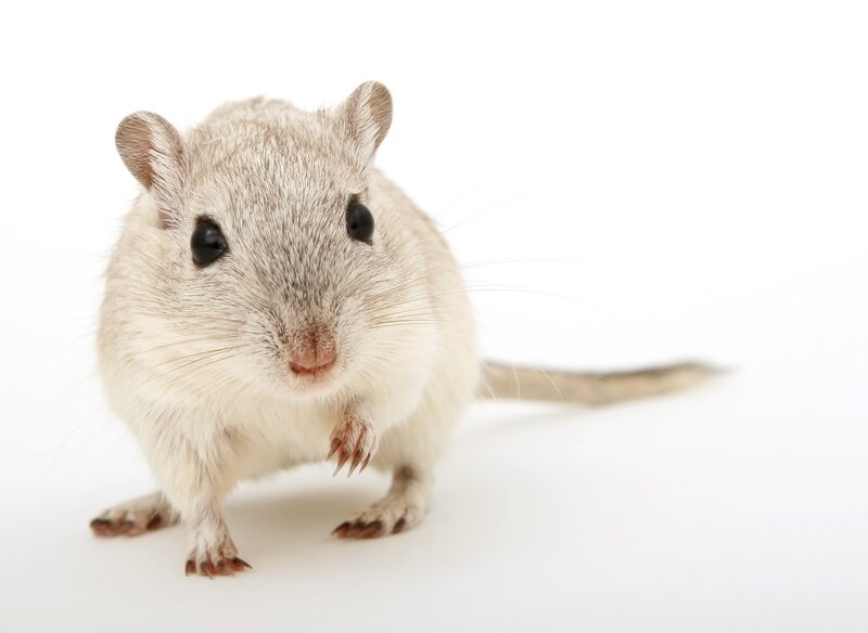 white gerbil on white background