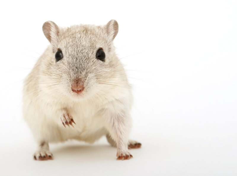 White Gerbil on White