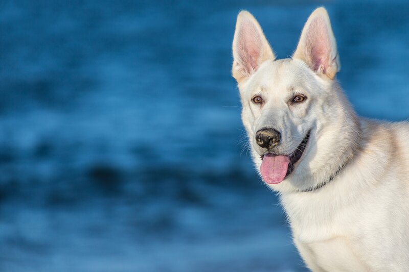 White German Shepherd — Blue