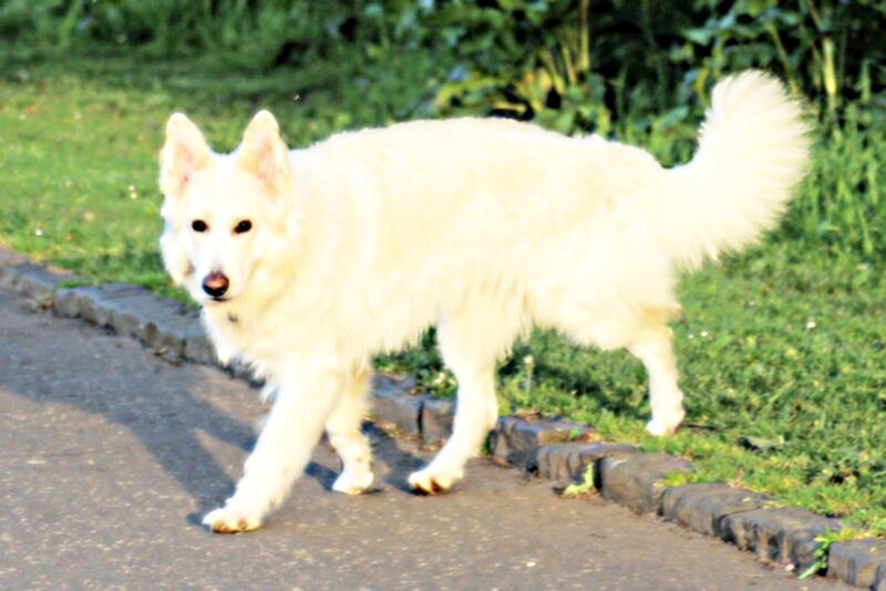 White German Shepherd — Calm, Afternoon, Photograph