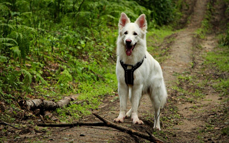 White German Shepherd — Calm, Afternoon