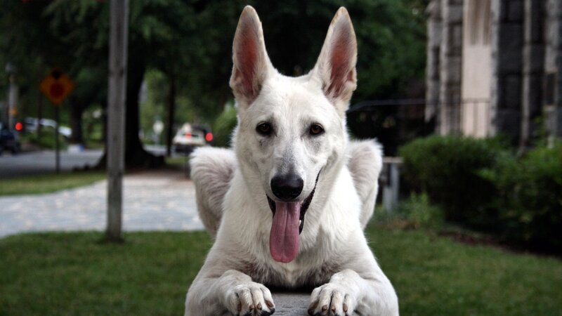 White German Shepherd — Calm