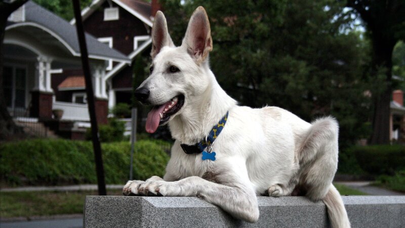 White German Shepherd Dog — Calm