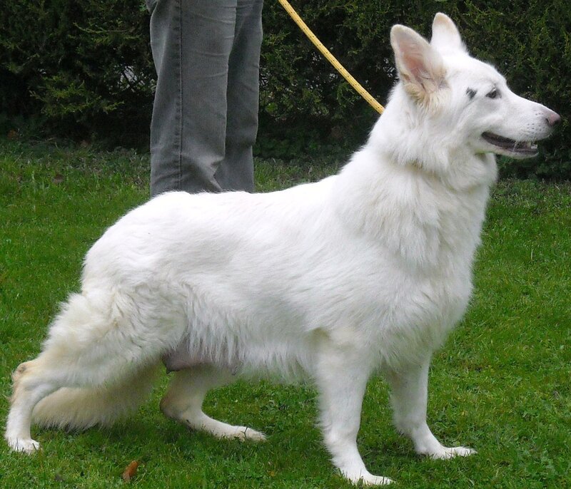white german shepherd dog