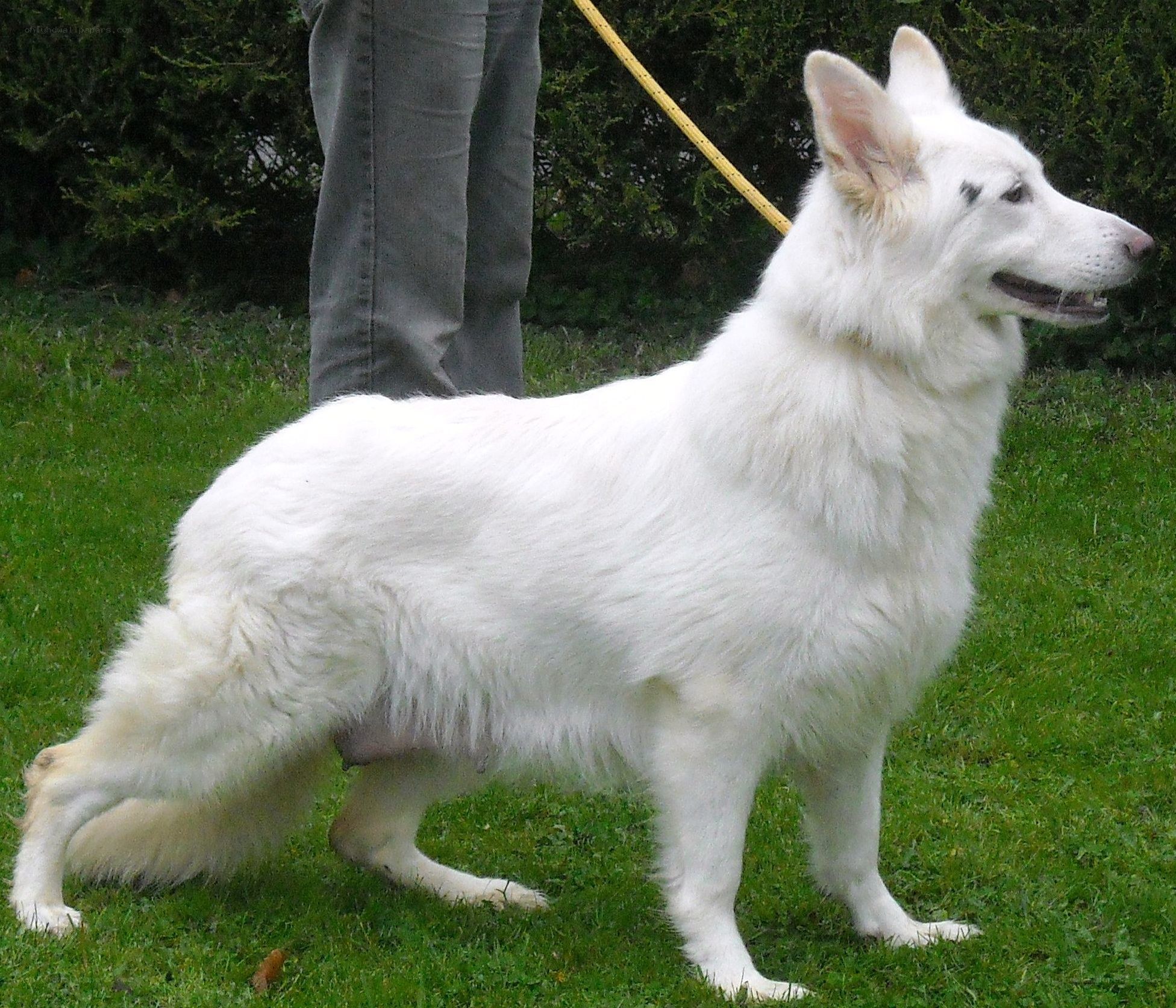 white german shepherd dog