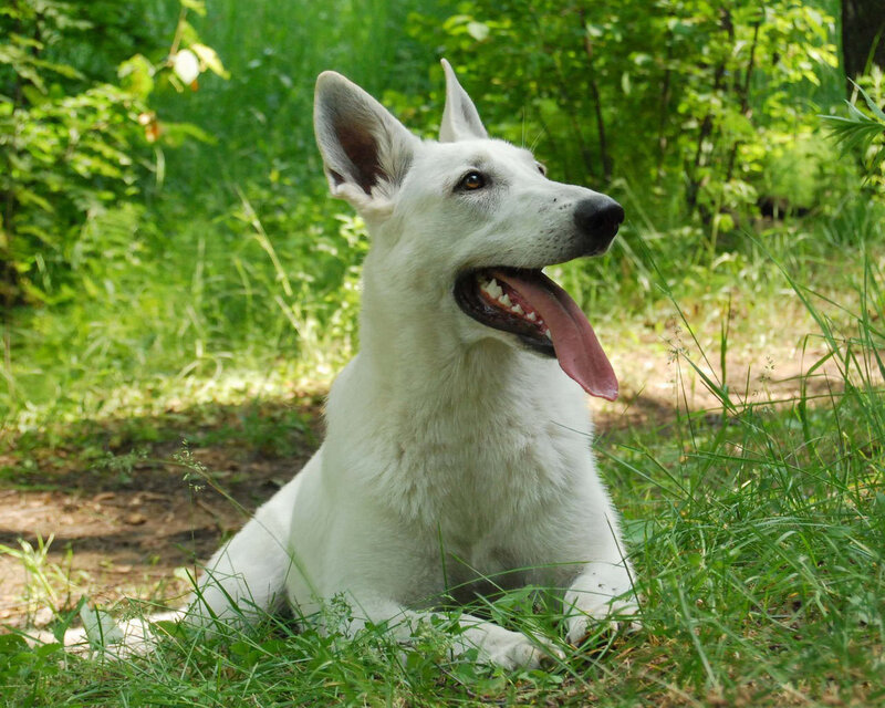 White German Shepherd — Green
