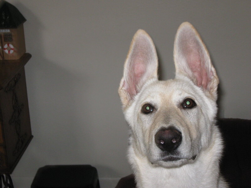 White German Shepherd — Neutral, Photograph