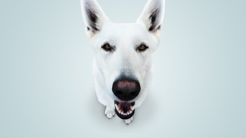 White German Shepherd — Neutral