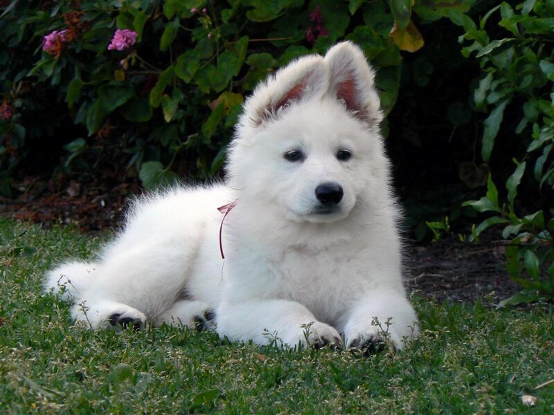White German Shepherd Puppy — Calm