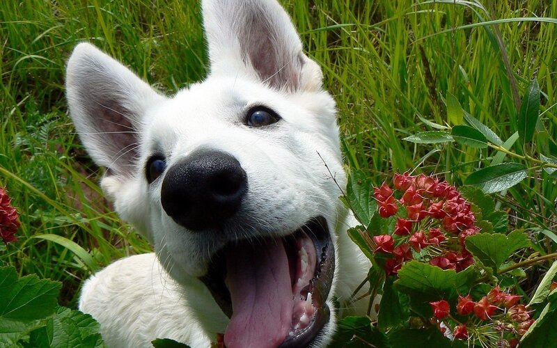 White German Shepherd Puppy — Playful, Summer