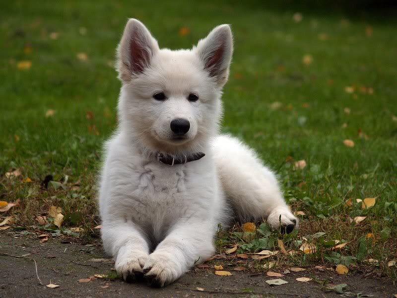White German Shepherd Puppy